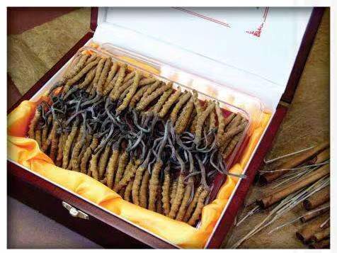 林西冬虫夏草回收